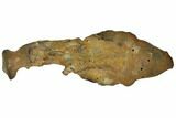 Fossil Mud Lobster (Thalassina) - Australia #109287-3